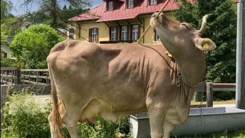Austrian Cow Veronika Redefines Animal Intelligence with Tool Use